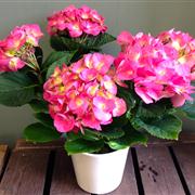 Hydrangea Plant &amp; Pot