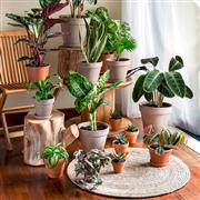 House plant selection 