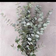 Eucalyptus bunch 