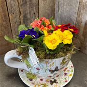 A cup of primulas 