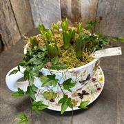 A cup of scented hyacinths 